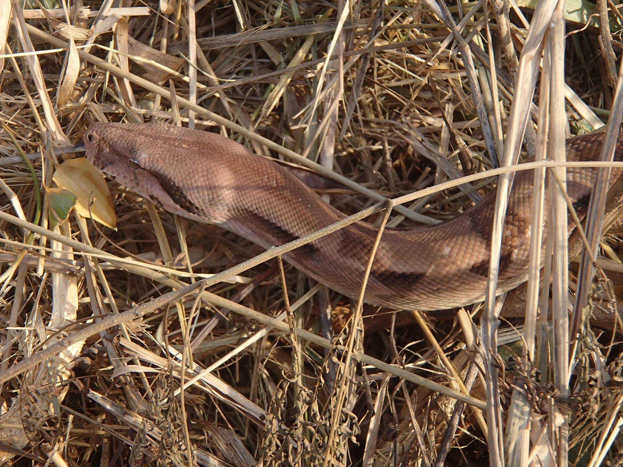 Snake on St Croix Photo